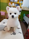 태풍이네 애견미용샵
