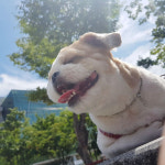 동물보육원 서울본부