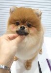 플레이독 애견유치원호텔&애견미용실