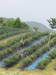드림블루베리농원