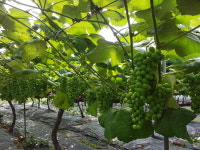 산유화농장