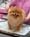 D&C그루밍샵