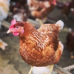 내일영농조합법인