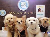 굿모닝펫동물병원