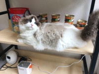 고양이랙돌카페