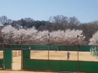 늘 푸른 테니스장