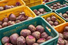 제주영순이농장