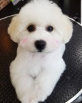 플레이독 애견유치원호텔&애견미용실