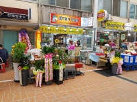 풍기본가인삼사