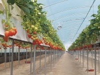 널위한 딸기 1농장