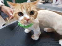 명지캣미용실
