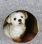 애기몽