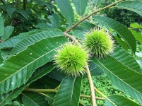 스타민박