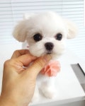 플레이독 애견유치원호텔&애견미용실