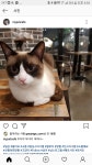 마이펫