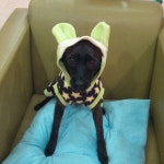 더 편하개 애견샵