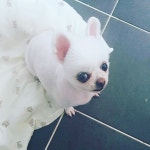 더 편하개 애견샵