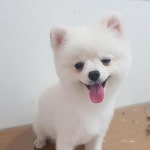 더 편하개 애견샵