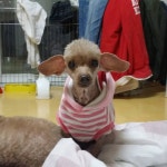 더 편하개 애견샵