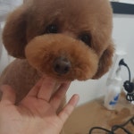 더 편하개 애견샵