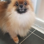 더 편하개 애견샵