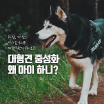 마이펫플러스