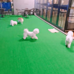 제이제이코리아