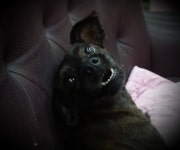 더 편하개 애견샵