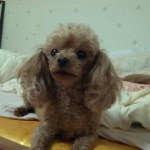 더 편하개 애견샵