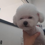 더 편하개 애견샵