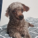 더 편하개 애견샵