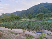 소금강버들펜션