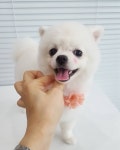 플레이독 애견유치원호텔&애견미용실