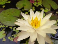 백련산방
