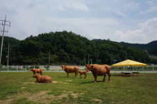 늘푸름홍천한우프라자