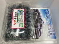 샬롬 블루베리 농원