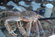 너도대게나도대게 횟집