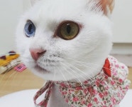 고양이무마취미용 무냥무냥 부산서면점