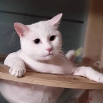 고양이무마취미용 무냥무냥 부산서면점