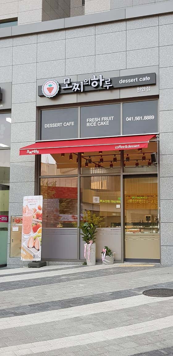 모찌의하루 사진