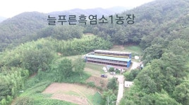 늘푸른흑염소1농장