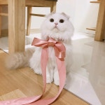 고양이무마취미용 무냥무냥 부산서면점