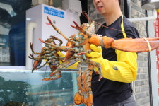 부자대게