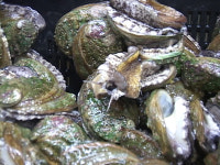 참살이전복마을