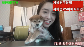 착한애견분양 원주점