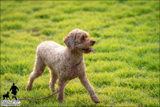 파트라슈 반려견학교