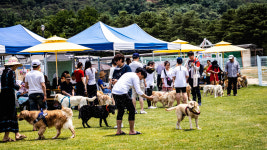 골드펫리조트