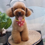 뽀송뽀송 애견미용실