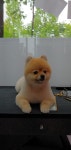 쁘띠멍