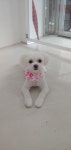쁘띠멍
